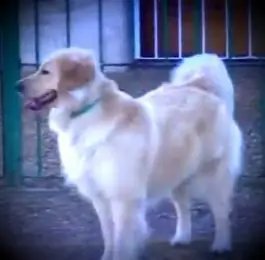 Paso 1: Tu mascota se pierde